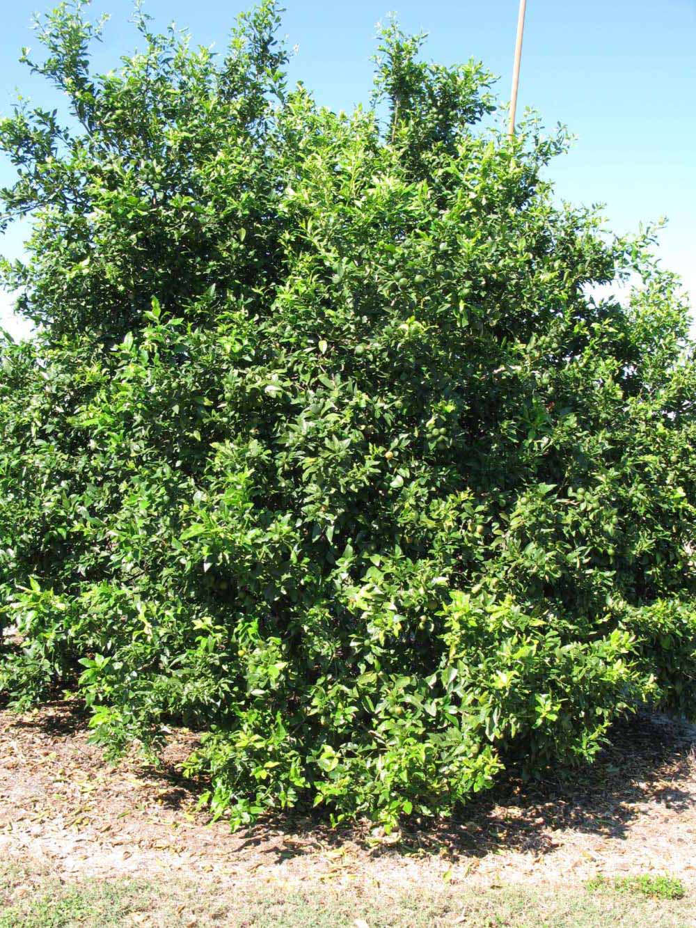            Habit (Winter Haven, FL)   